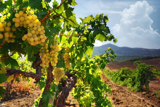 Фестиваль вина "Золотая гроздь винограда 2015"